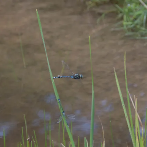 Black-tipped Darner