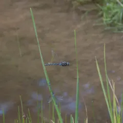 Black-tipped Darner thumbnail 1