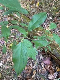 rigid hair buckthorn thumbnail 3
