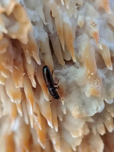 Rhizophagus sayi