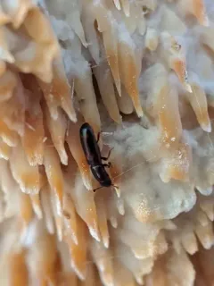 Rhizophagus sayi thumbnail 1