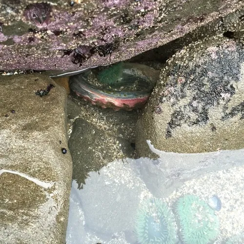 Red Abalone