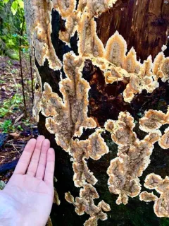 Laminated Root Rot thumbnail 2