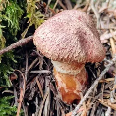 Western Painted Suillus thumbnail 1
