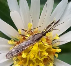 North American Malaria Mosquito thumbnail 2