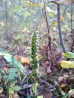 Oval Ladies' Tresses thumbnail 4