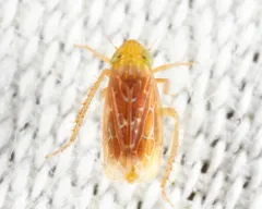 Polyamia apicata thumbnail 4