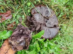 Calvatia fragilis thumbnail 3