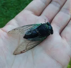 Swamp Cicada thumbnail 4