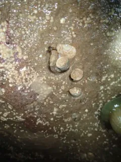 Button Shell thumbnail 2