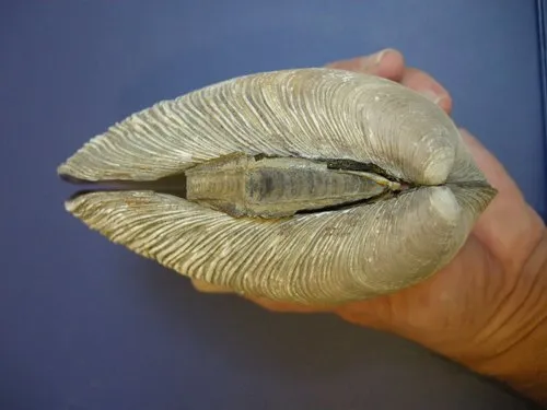 California Butterclam