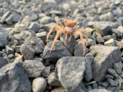 Gem-shaped Orbweaver thumbnail 3