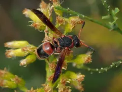 Red-marked Pachodynerus Wasp thumbnail 2