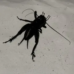 Spring Field Cricket thumbnail 4
