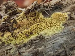 Golden Sweetheart thumbnail 1
