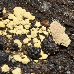Birch Woodwart thumbnail 3