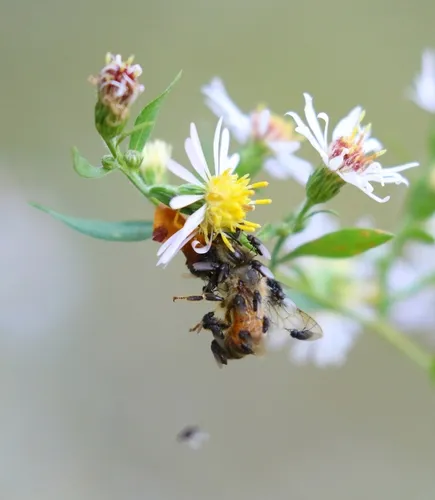 Desmometopa nearctica