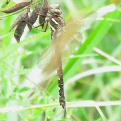 Shadow Darner thumbnail 1