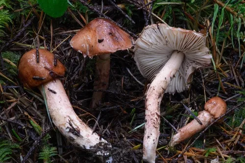 Limacella glioderma