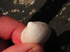 Low-rib Cockle thumbnail 2