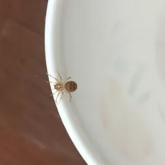 Common Spitting Spider thumbnail 2