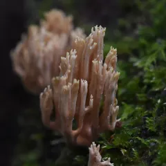 Upright Coral Fungus thumbnail 4
