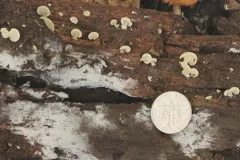 Crepidotus stipitatus thumbnail 1