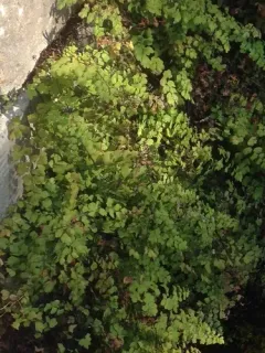 black maidenhair fern thumbnail 4