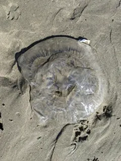 Purple-striped Sea Nettle thumbnail 2