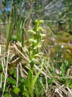 Leafy Northern Green Orchid thumbnail 4