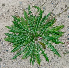 horned dandelion thumbnail 3