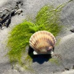 Atlantic Bay Scallop thumbnail 2