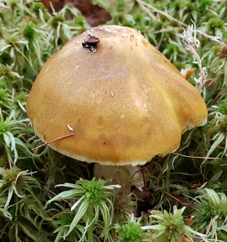 Tricholoma fumosoluteum