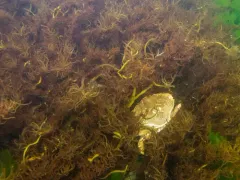 Devaleraea ramentacea thumbnail 2