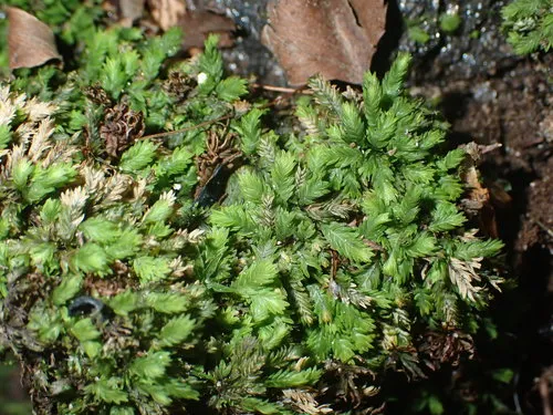 Fissidens bushii