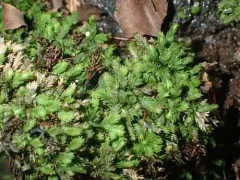 Fissidens bushii thumbnail 1
