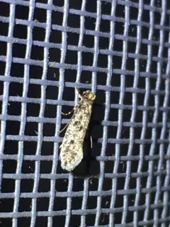 Niditinea orleansella thumbnail 2