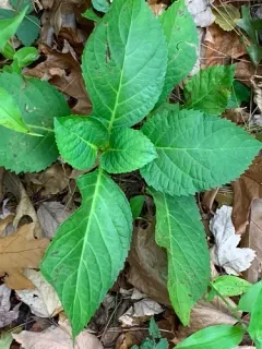 mophead hydrangea thumbnail 2