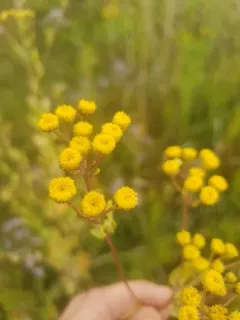 Costmary thumbnail 3