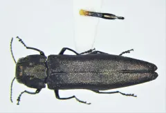 Granulate Poplar Borer thumbnail 2
