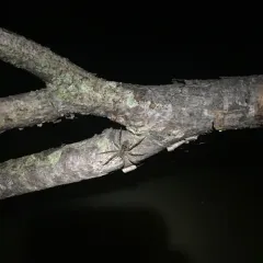 Striped Fishing Spider thumbnail 3