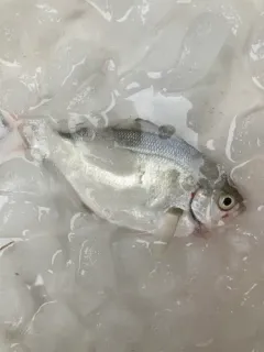Silver Surfperch thumbnail 1