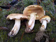 Suillus glandulosipes thumbnail 3