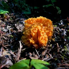 Ramaria aurantiisiccescens thumbnail 4